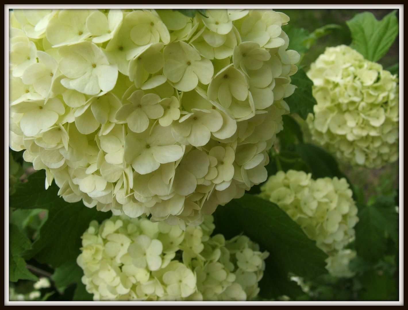 Snowball Bush by Angie Ouellette-Tower for godsgrowinggarden.com photo 007_zpsd79c2329.jpg