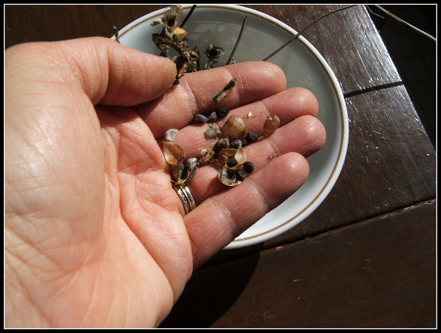 Morning Glory Seeds by Angie Ouellette-Tower for godsgrowinggarden.com photo 008_zps9e5dd6a5.jpg