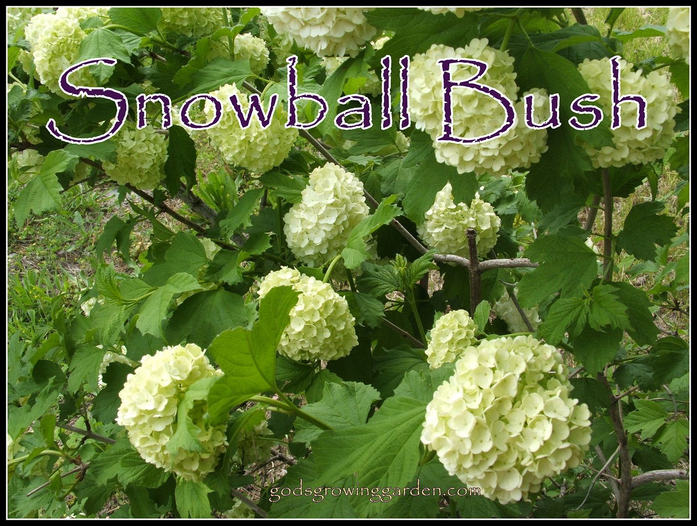 Snowball Bush by Angie Ouellette-Tower for godsgrowinggarden.com photo 008_zpsfea860a1.jpg