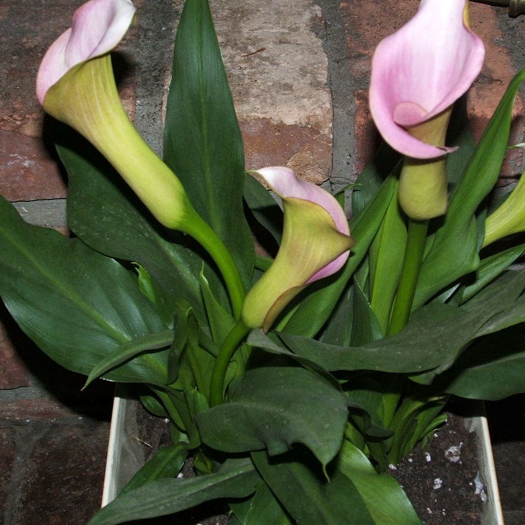 Calla Lily Birthday by Angie Ouellette-Tower for godsgrowinggarden.com photo 009_zps61af40ff.jpg
