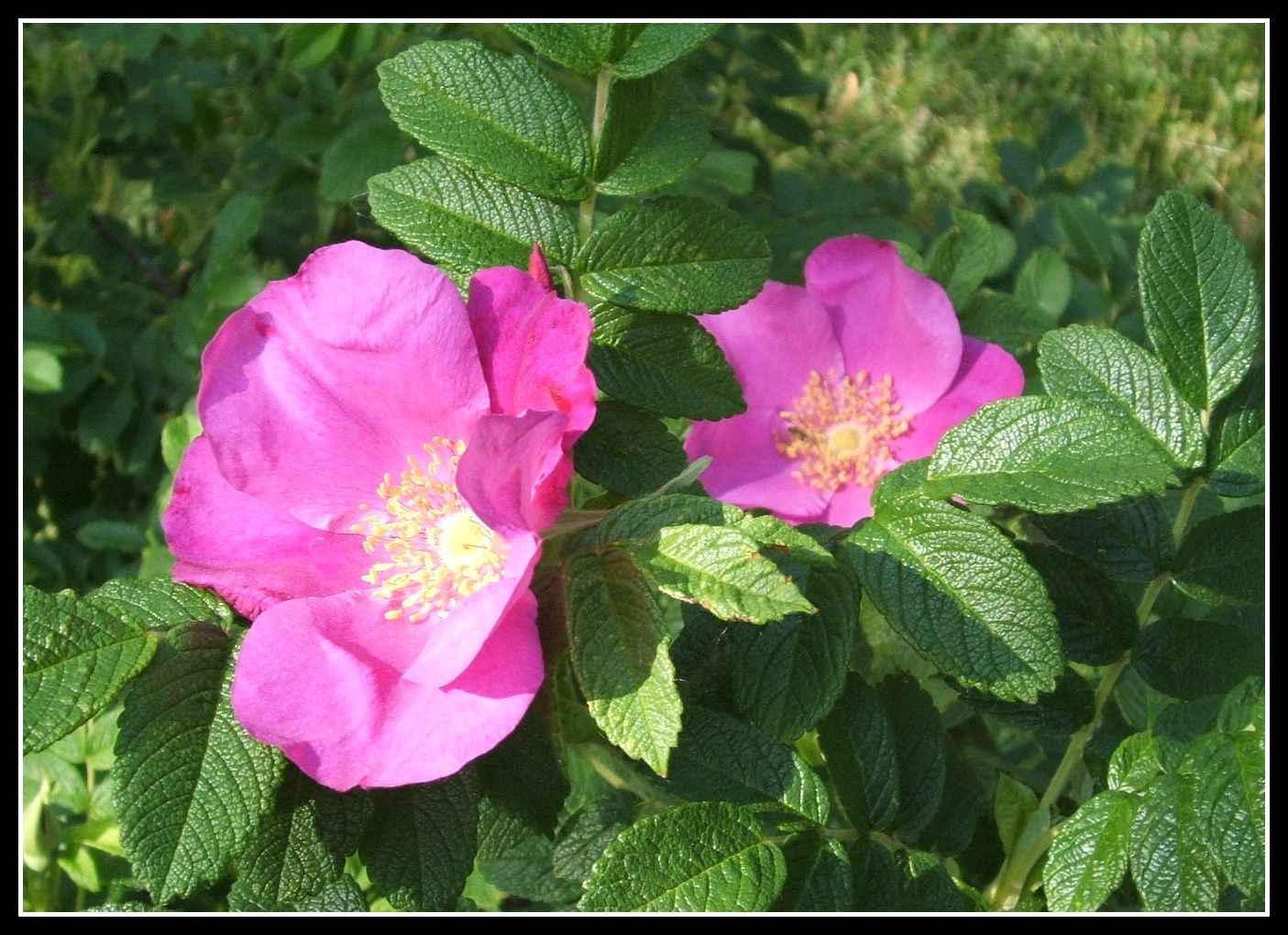 Rose Hip Woner by Angie Ouellete-Tower for godsgrowinggarden.com photo 010_zps581f8972.jpg