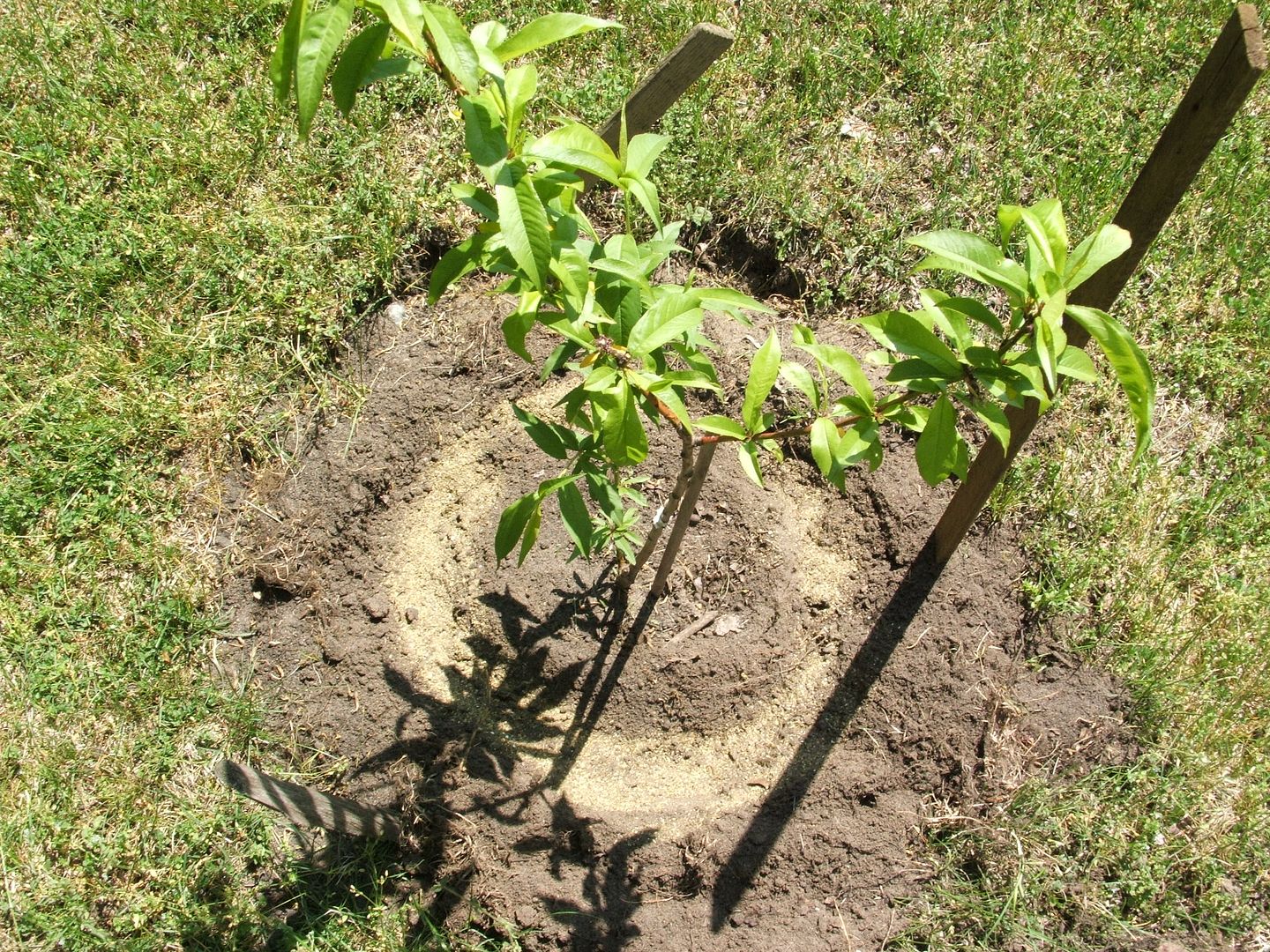 Fertilizing Fruit by Angie Ouellette-Tower for godsgrowinggarden.com photo 010_zps835a2587.jpg