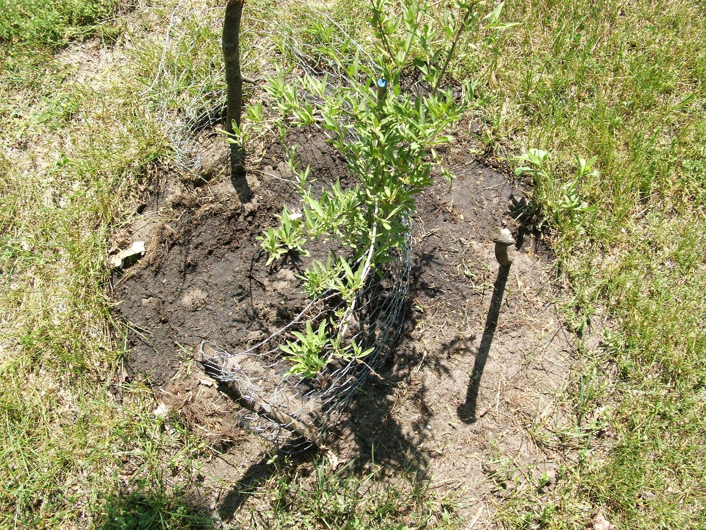 Fertilizing Fruit by Angie Ouellette-Tower for godsgrowinggarden.com photo 011_zps1cb54ab7.jpg