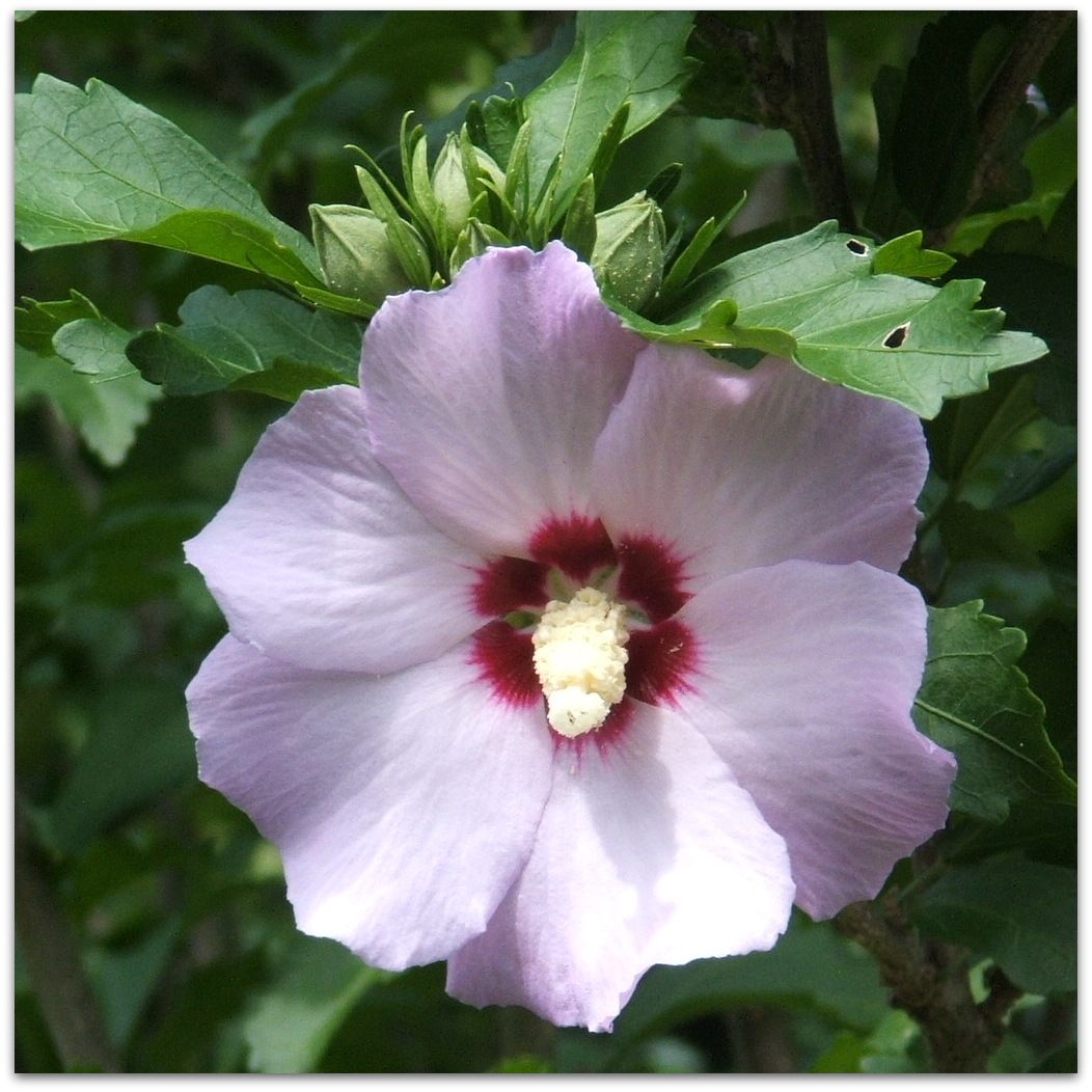 Rose of Sharon by Angie Ouellette-Tower for godsgrowinggarden.com photo 011_zps47bc2af1.jpg
