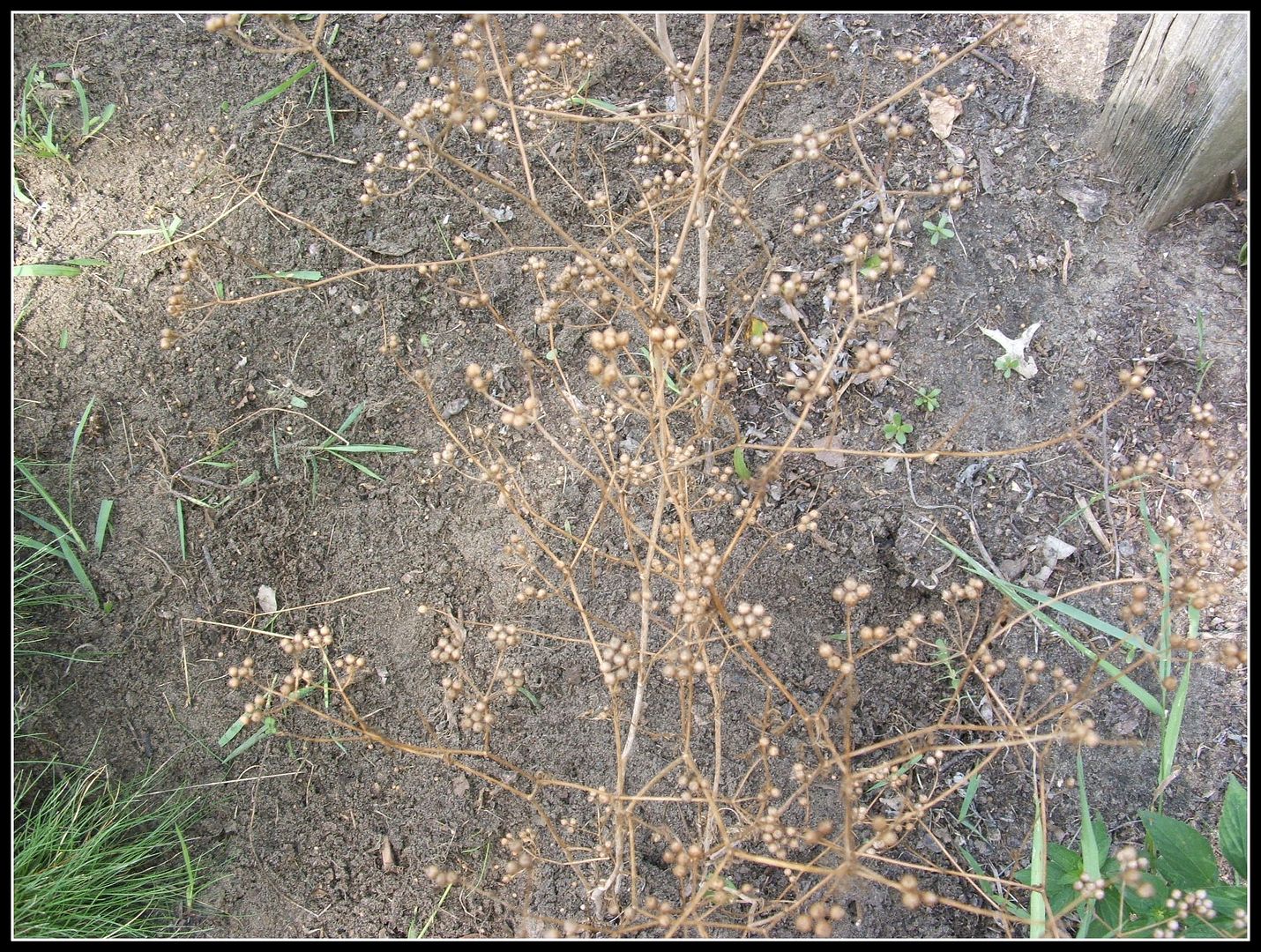 Cilantro & Coriander by Angie Ouellette-Tower for godsgrowinggarden.com photo 011_zps74e331b9.jpg