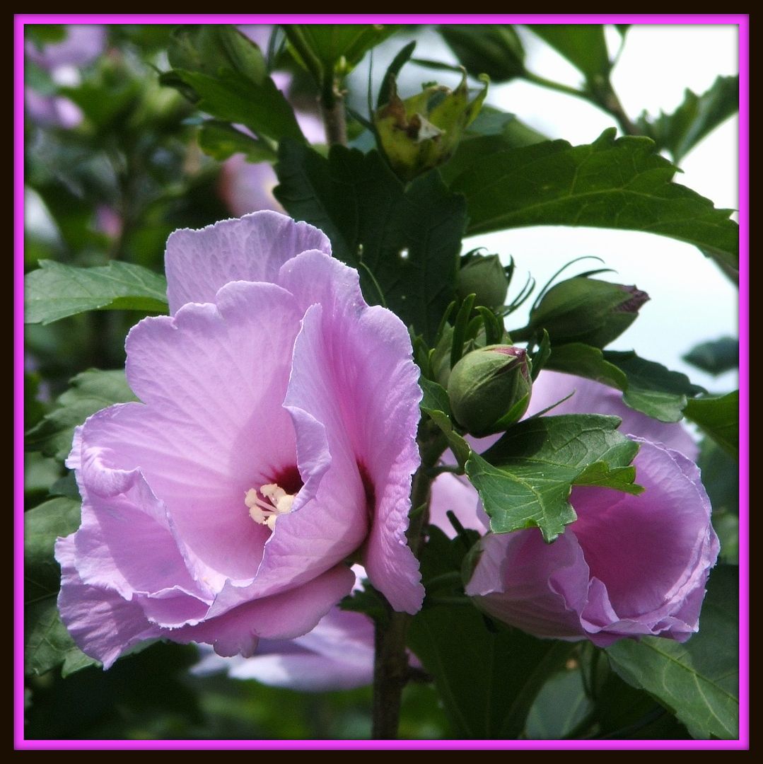 Rose of Sharon by Angie Ouellette-Tower for godsgrowinggarden.com photo 012_zps4a898197.jpg