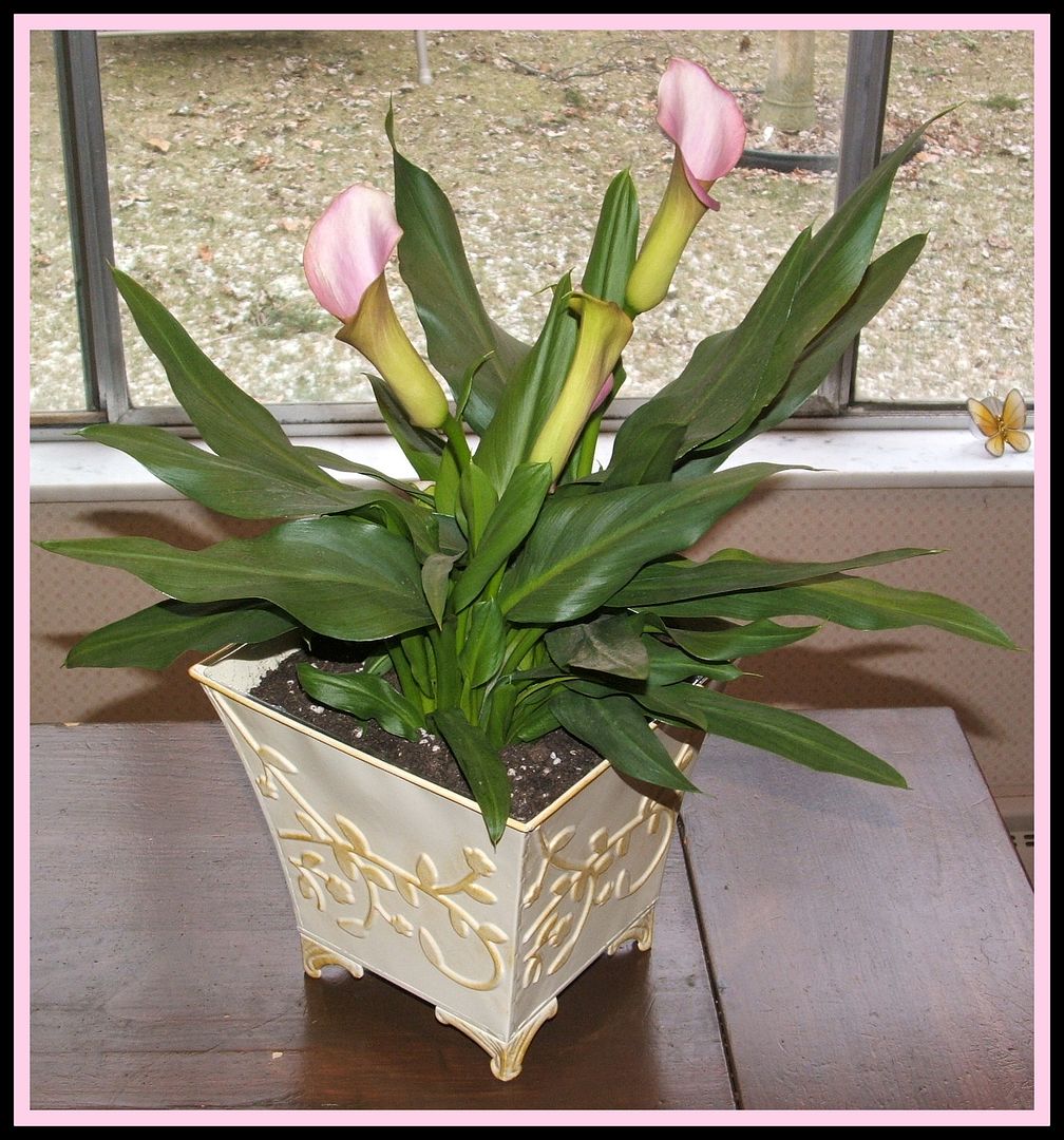 Calla Lily Birthday by Angie Ouellette-Tower for godsgrowinggarden.com photo 013_zps7bcee727.jpg