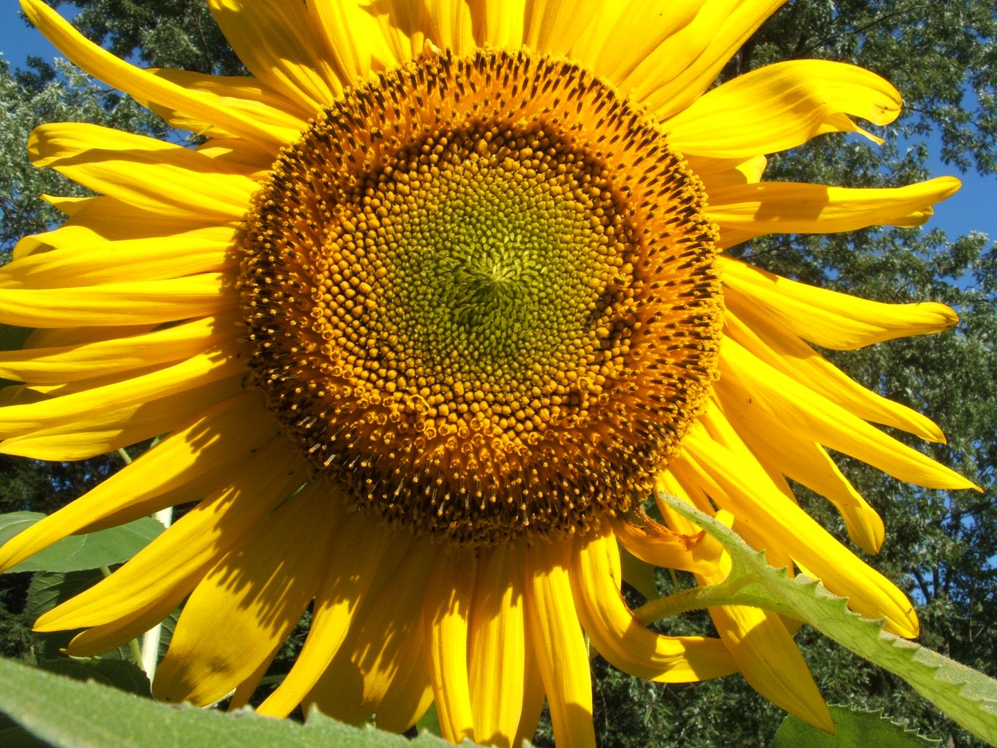 Giant Gray Stripe Sunflower by Angie Ouellette-Tower for godsgrowinggarden.com photo 013_zps85602d19.jpg