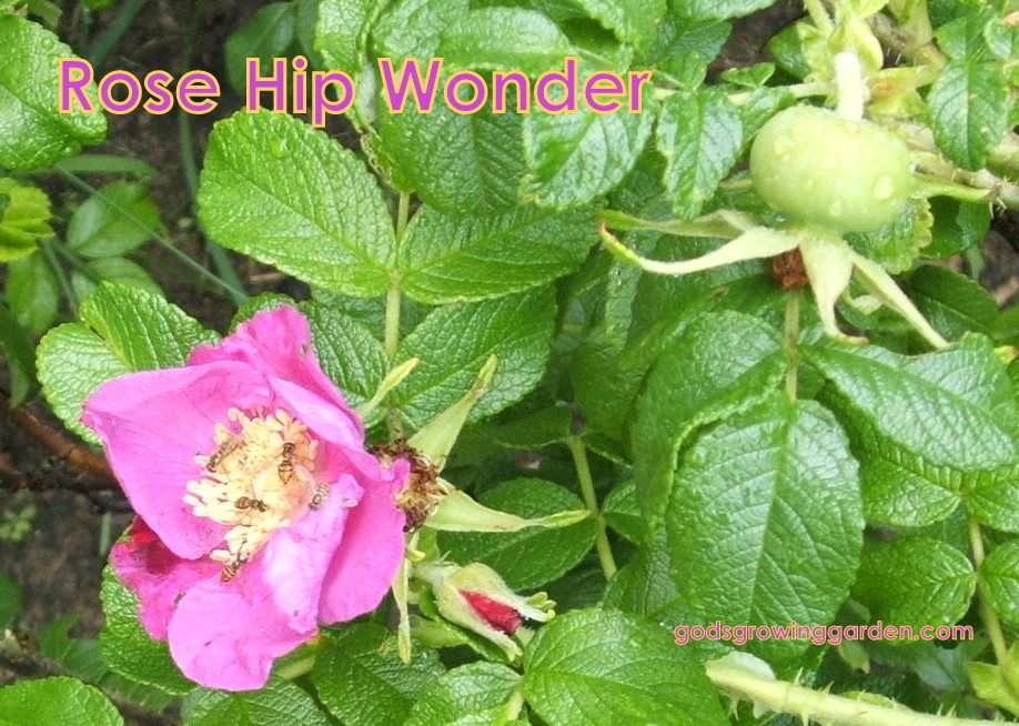 Rose Hip Woner by Angie Ouellete-Tower for godsgrowinggarden.com photo 014_zpse7ad4414.jpg