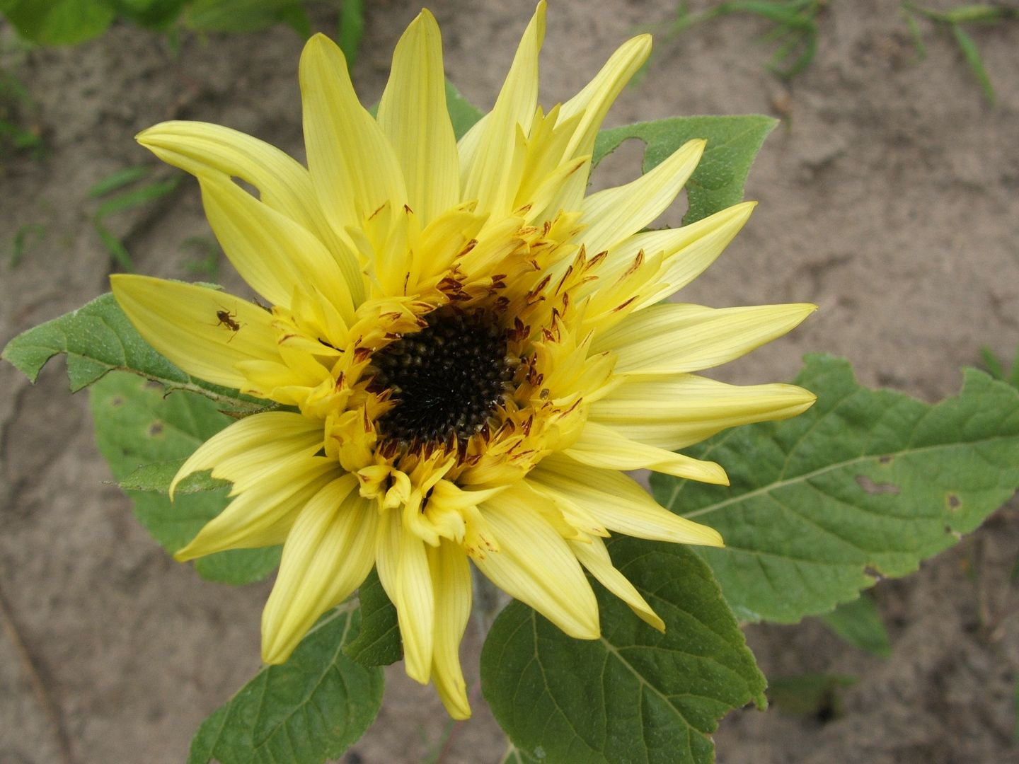 Starburst Sunflowers by Angie Ouellette-Tower for godsgrowinggarden.com photo 017_zpsafe09aa5.jpg