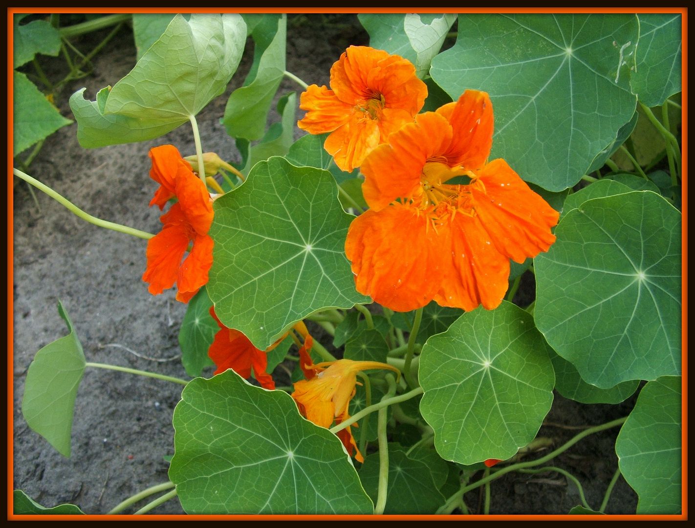 Nasturtiums by Angie Ouellette-Tower for godsgrowinggarden.com photo 018_zpsa1e2e894.jpg