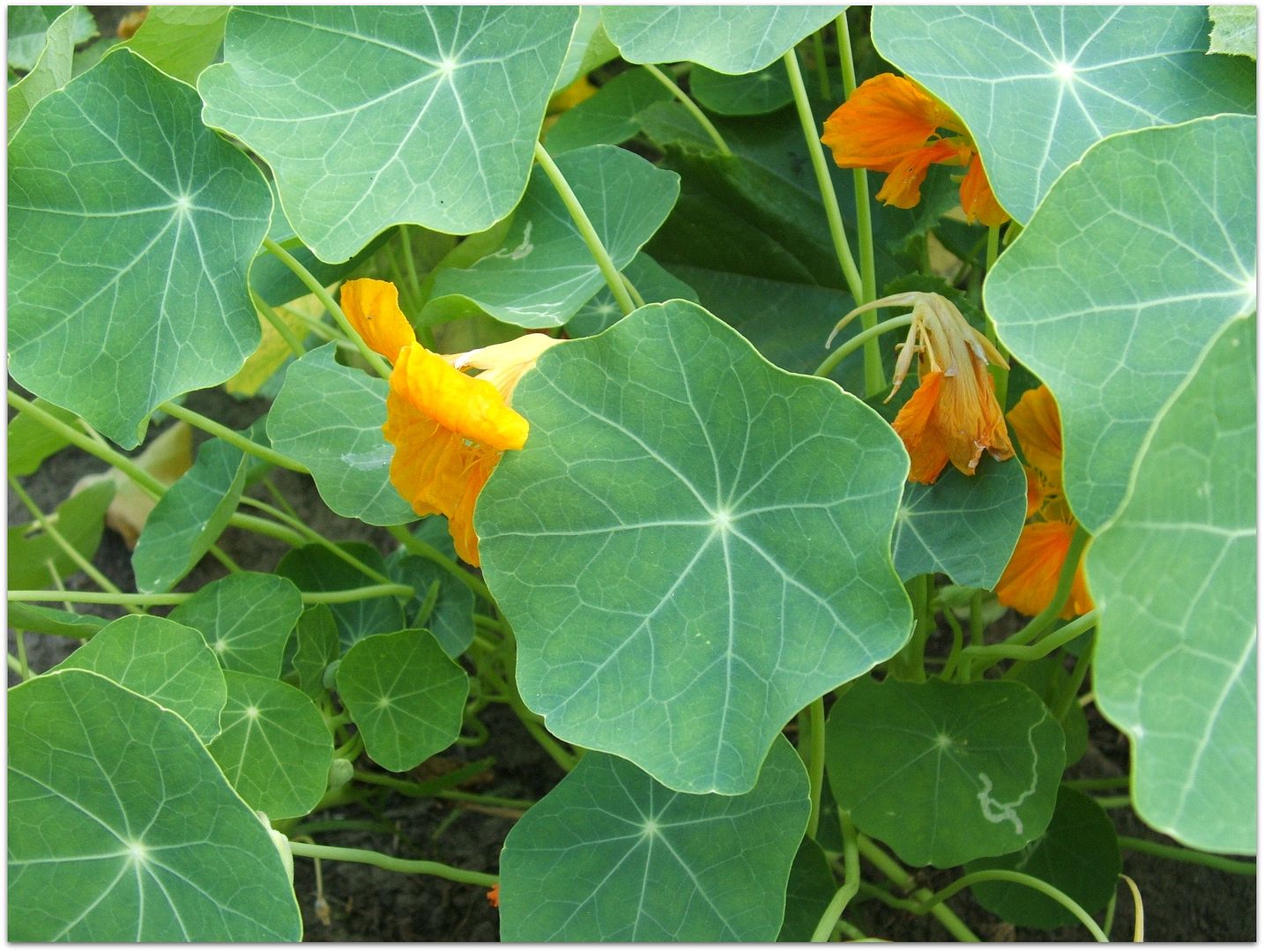 Nasturtiums by Angie Ouellette-Tower for godsgrowinggarden.com photo 019_zpsc47275e6.jpg