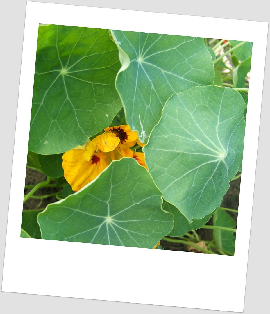 Nasturtiums by Angie Ouellette-Tower for godsgrowinggarden.com photo 022_zps79b13a22.jpg
