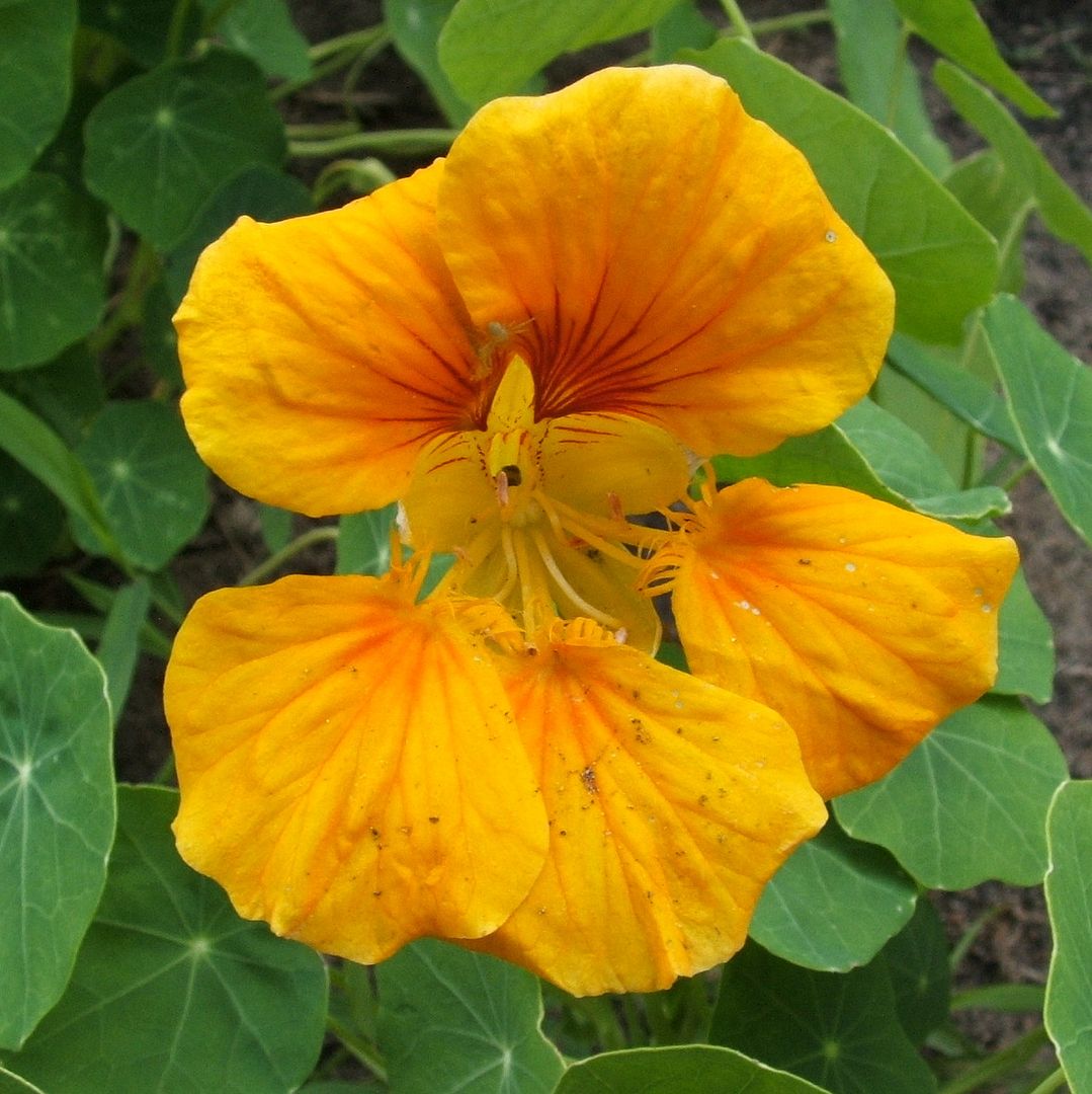 Nasturtiums by Angie Ouellette-Tower for godsgrowinggarden.com photo 023_zps5f9ba235.jpg