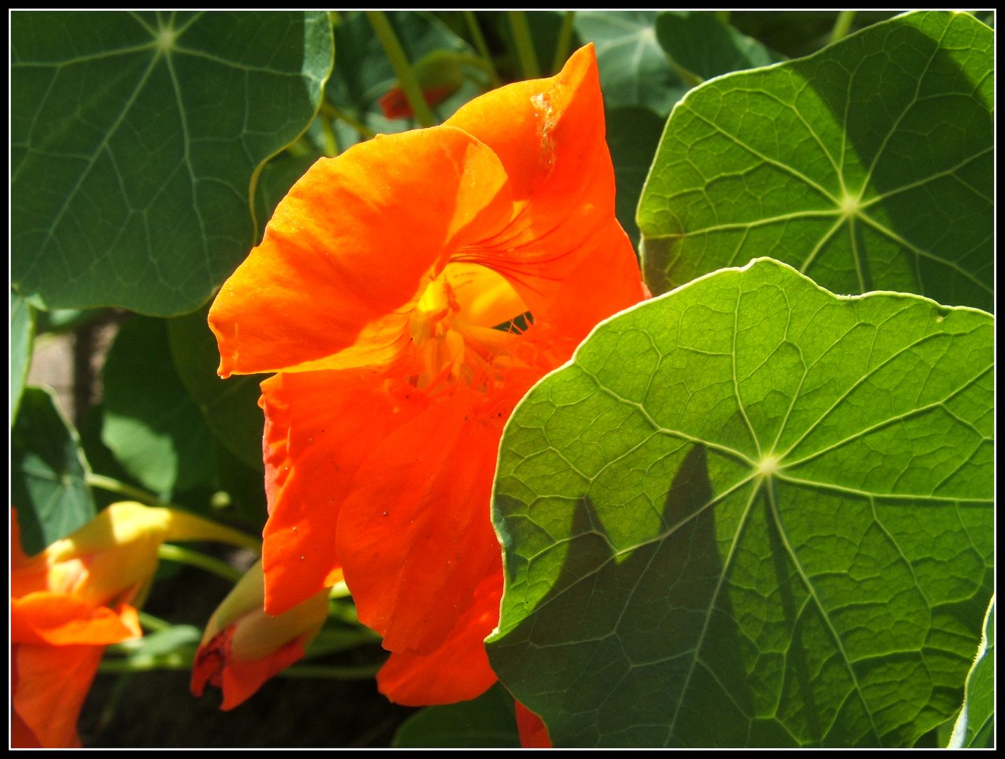 Nasturtiums by Angie Ouellette-Tower for godsgrowinggarden.com photo 025_zps10e80ef7.jpg