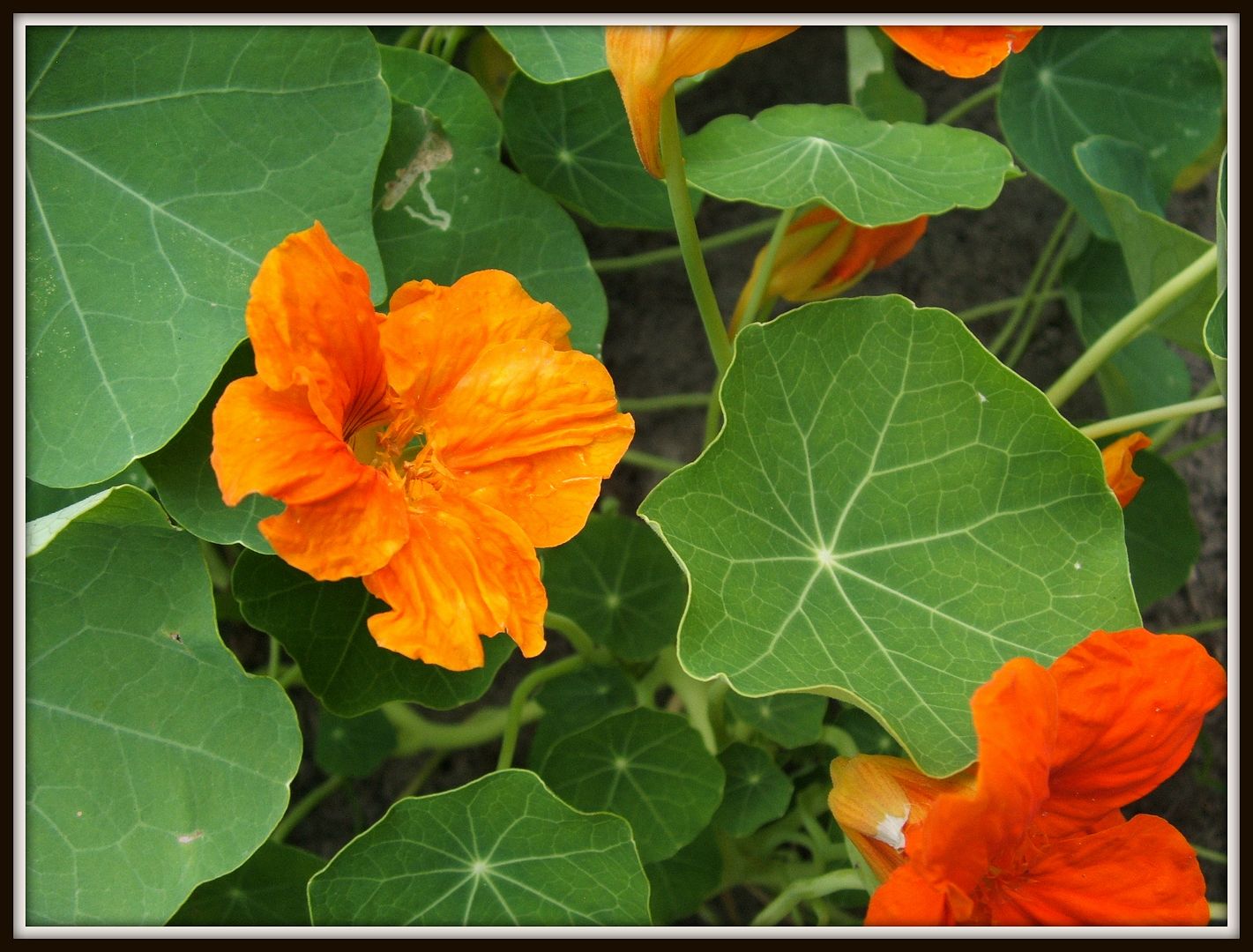 Nasturtiums by Angie Ouellette-Tower for godsgrowinggarden.com photo 029_zpsfca6f89f.jpg