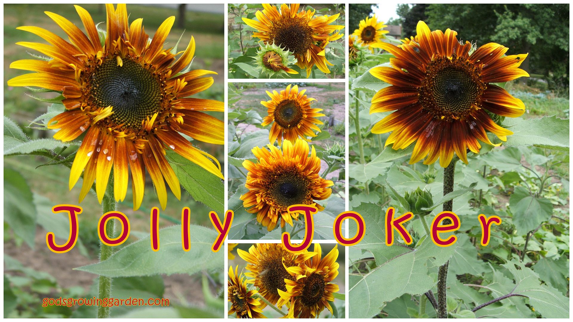 sunflowers by Angie Ouellette-Tower for godsgrowinggarden.com photo 2012-07-29_zps93a5c1d2.jpg