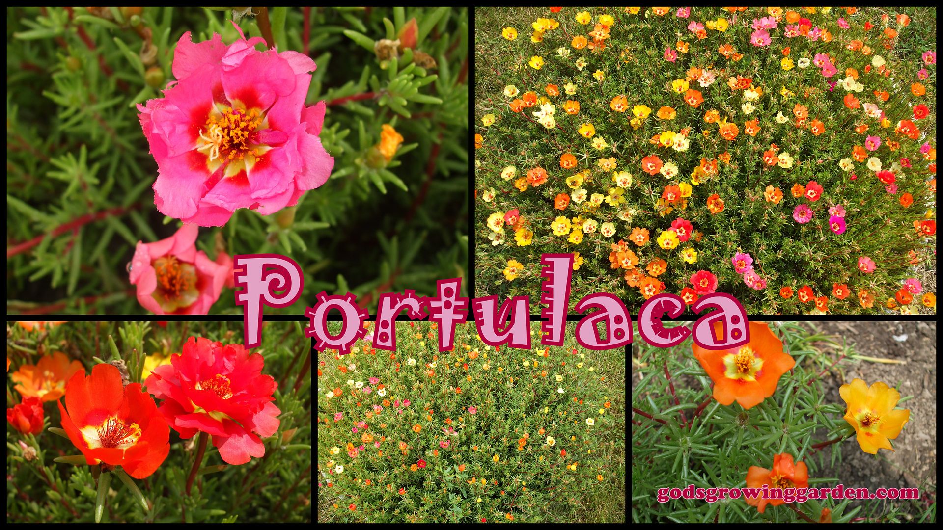 Portulaca by Angie Ouellette-Tower for godsgrowinggarden.com photo 2014-07-06_zpsc8e73f26.jpg