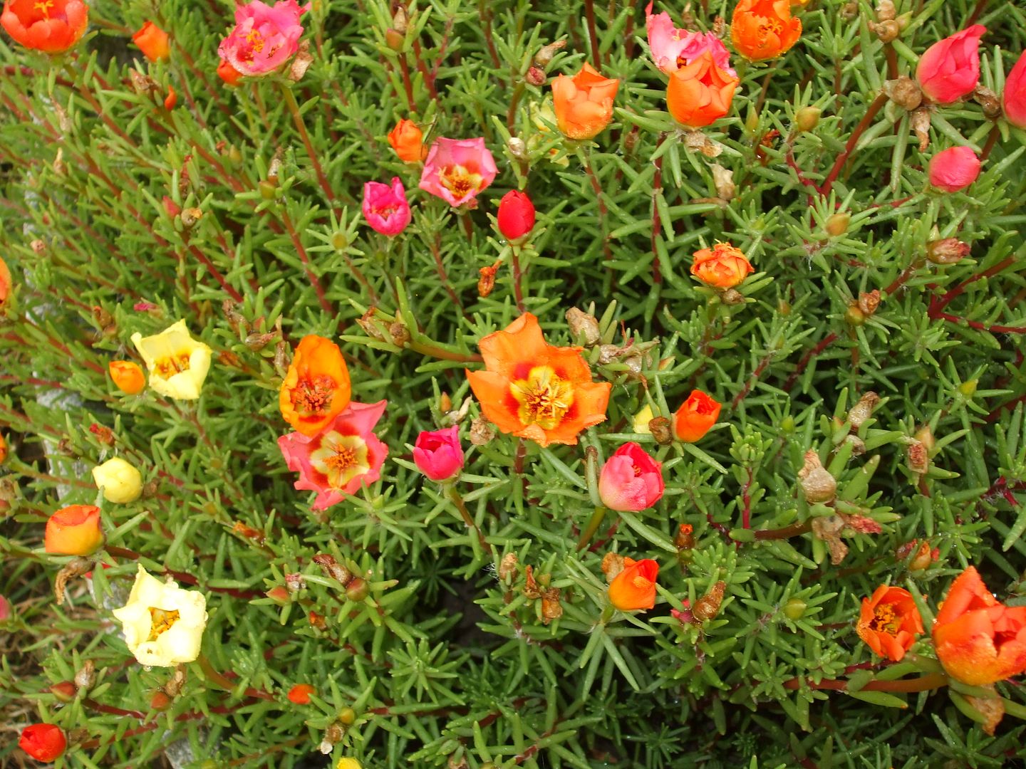 Portulaca by Angie Ouellette-Tower photo DSCF0890_zps6fc17f35.jpg