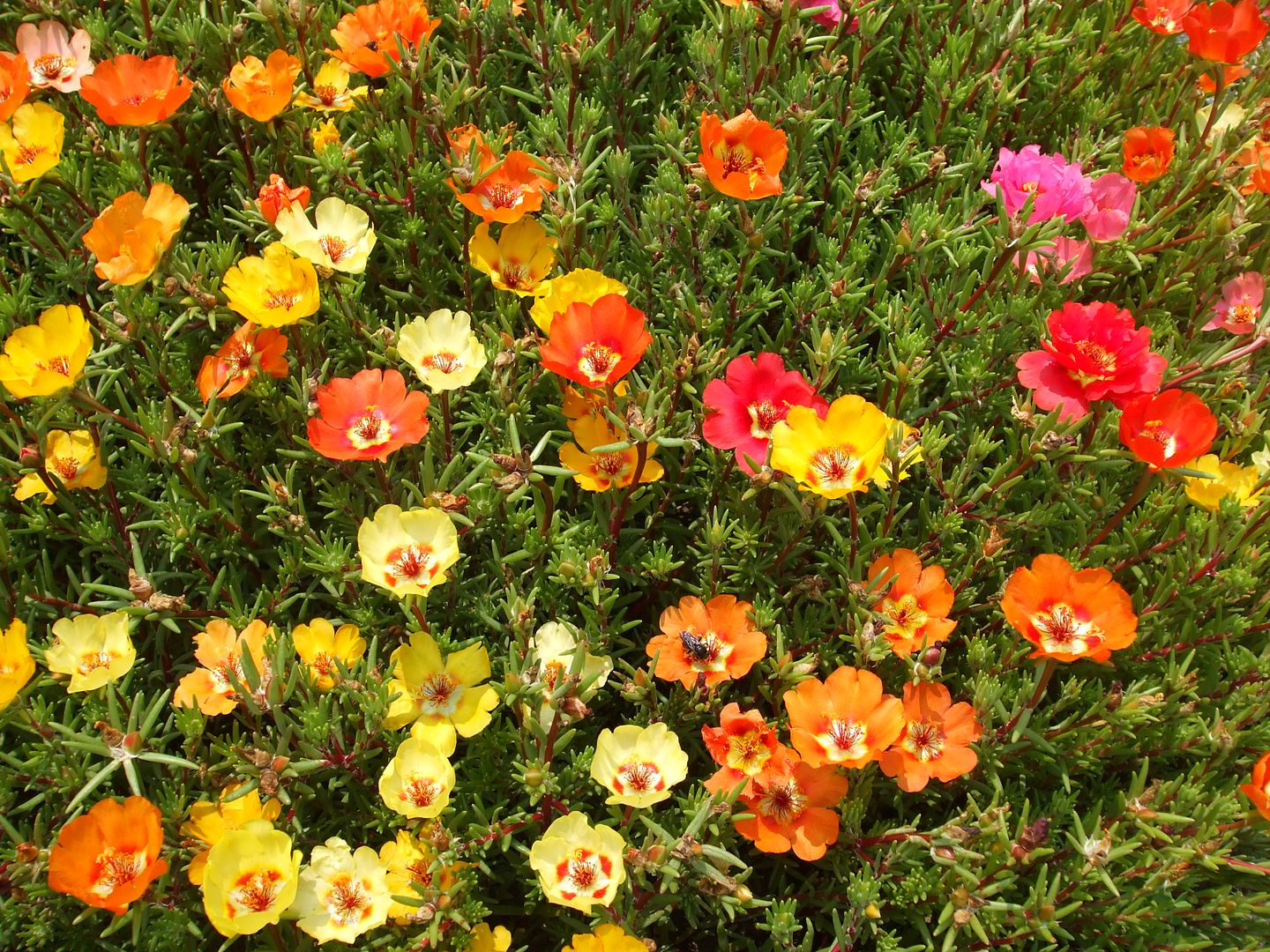 Portulaca by Angie Ouellette-Tower photo DSCF0911_zpsc50685fe.jpg