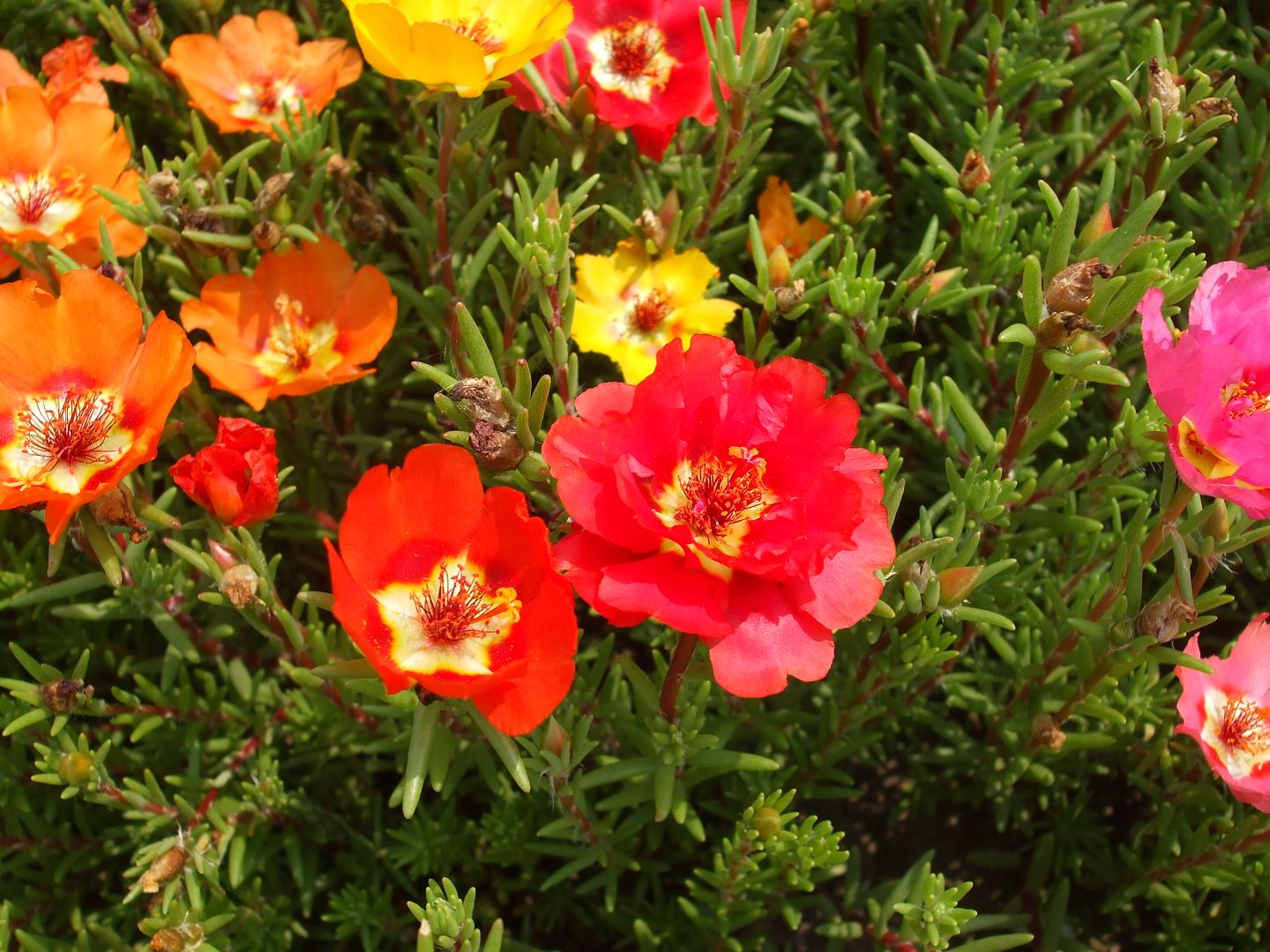 Portulaca by Angie Ouellette-Tower photo DSCF0912_zps02a53191.jpg