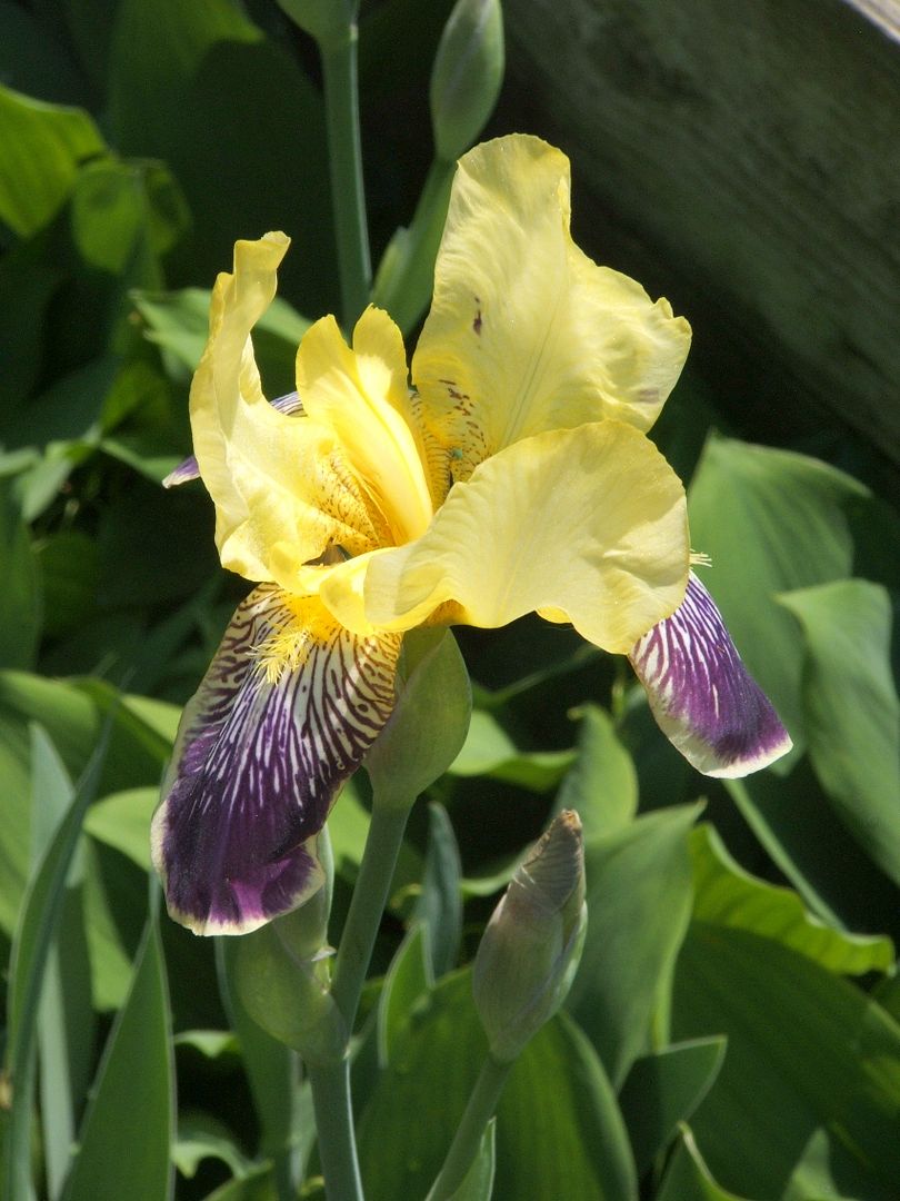 May Flowers by Angie Ouellette-Tower for godsgrowinggarden.com photo DSCF1285_zps8d9686cc.jpg