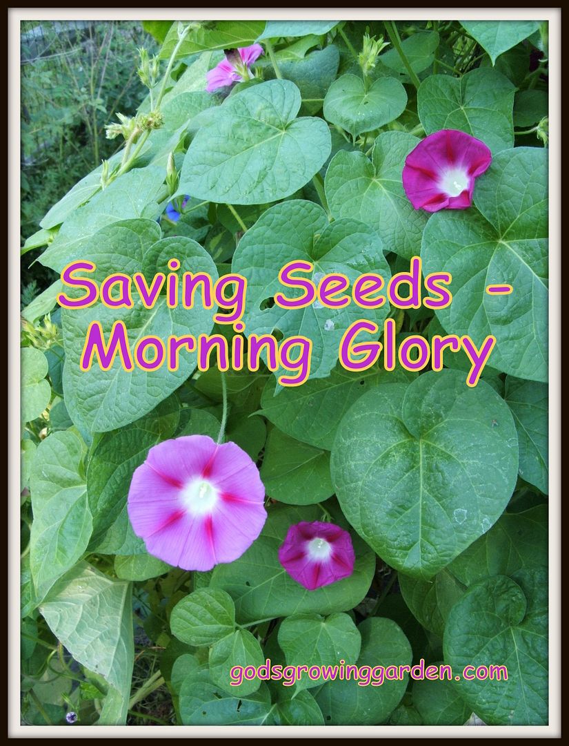 Morning Glory Seeds by Angie Ouellette-Tower for godsgrowingarden.com photo DSCF1804_zps5afad6e9.jpg