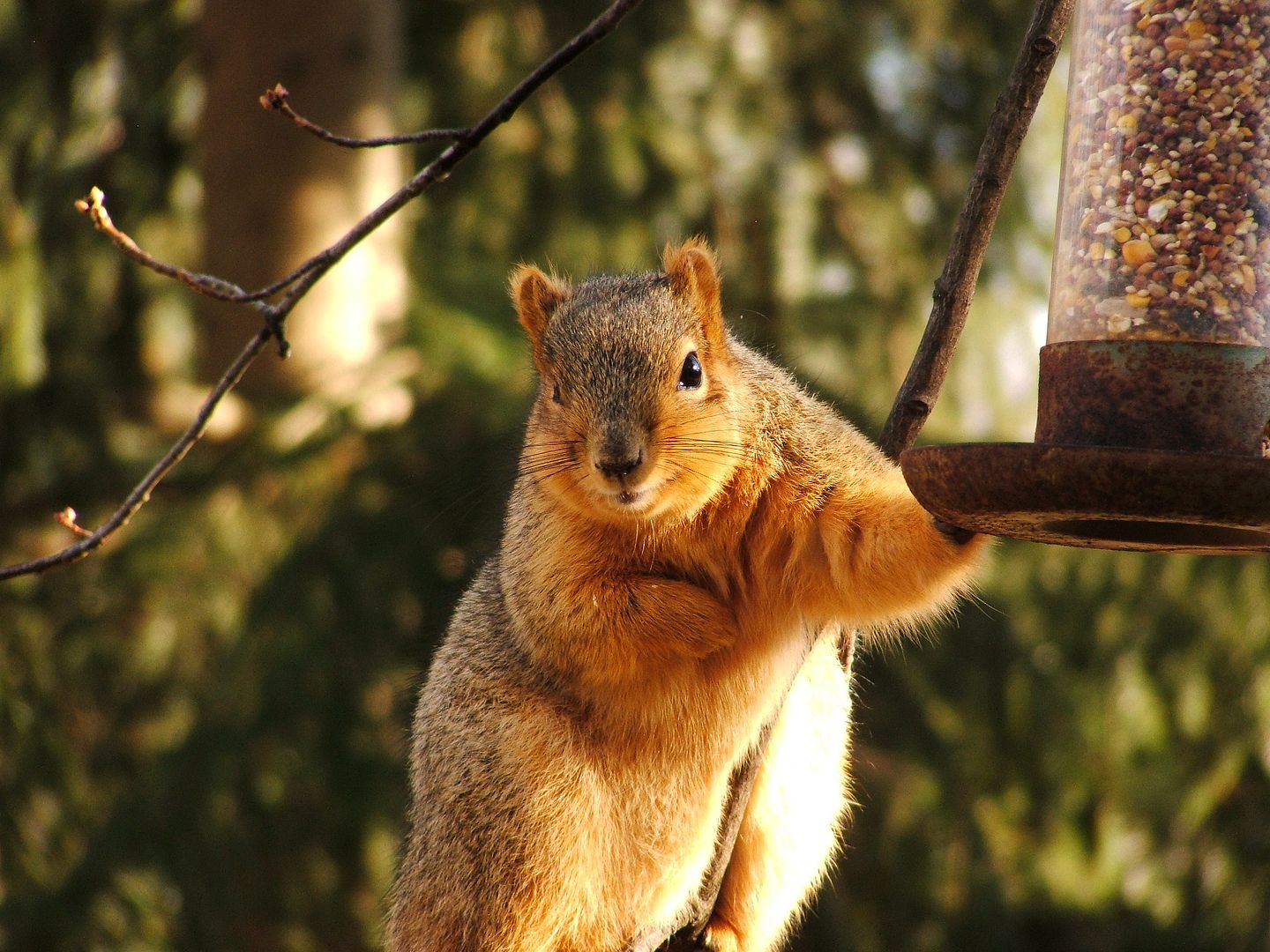 Cheeky Squirrel by Angie Ouellette-Tower for godsgrowinggarden.com photo 014_zpsb12084c1.jpg