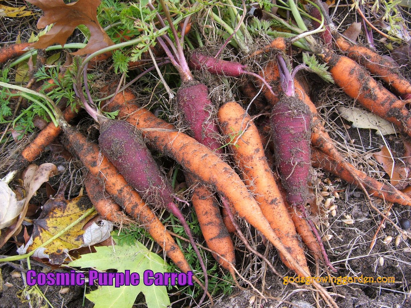 Cosmic Purple Carrot by Angie Ouellette-Tower for godsgrowinggarden.com photo 002_zpsc0da1b42.jpg