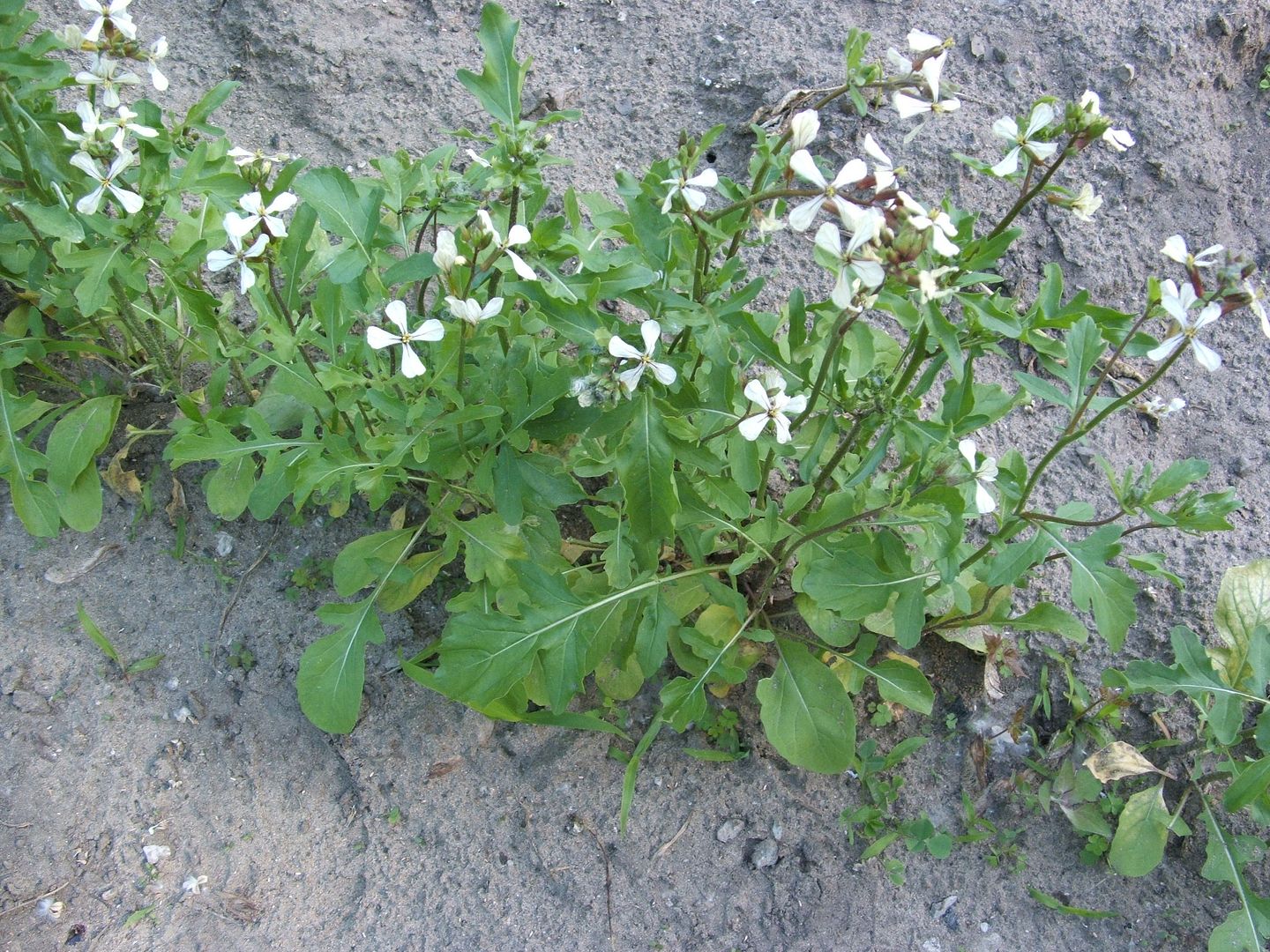 Arugula by Angie Ouellette-Tower for godsgrowinggarden.com photo 006_zpsc5faa79e.jpg