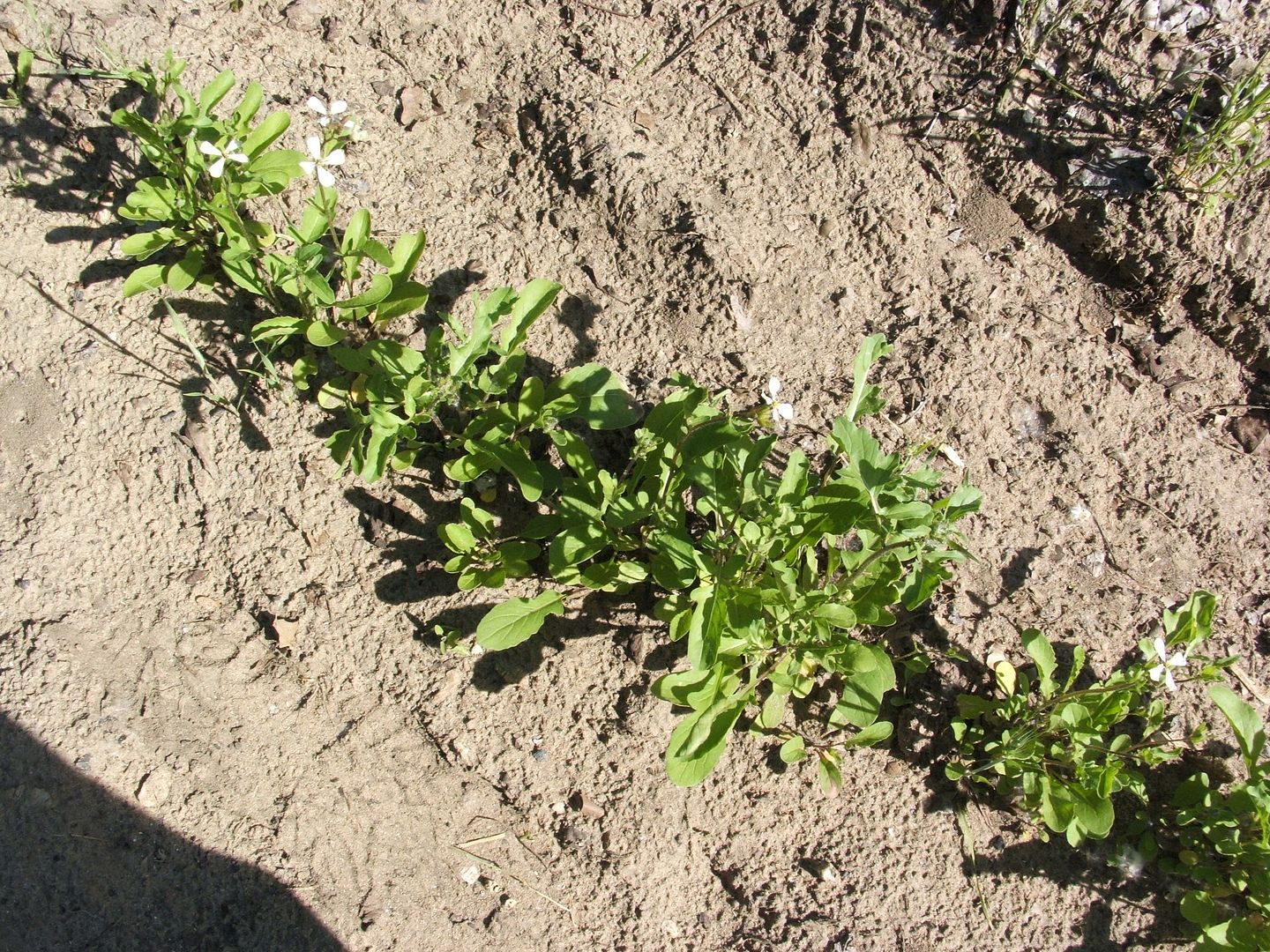 Arugula by Angie Ouellette-Tower for godsgrowinggarden.com photo 007_zps75e7a148.jpg