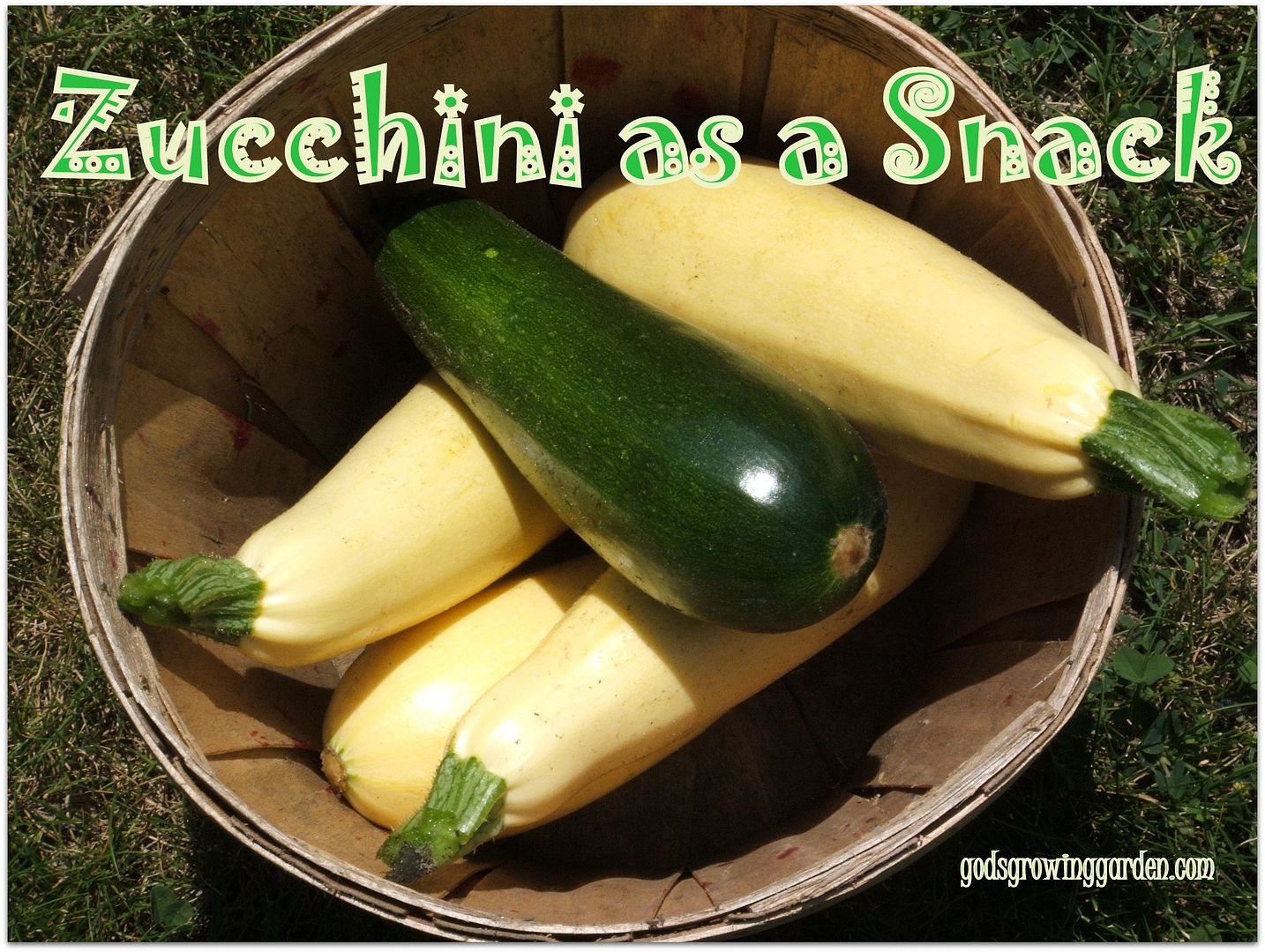 Zucchini by Angie Ouellette-Tower for godsgrowinggarden.com photo 014_zpscea0a345.jpg