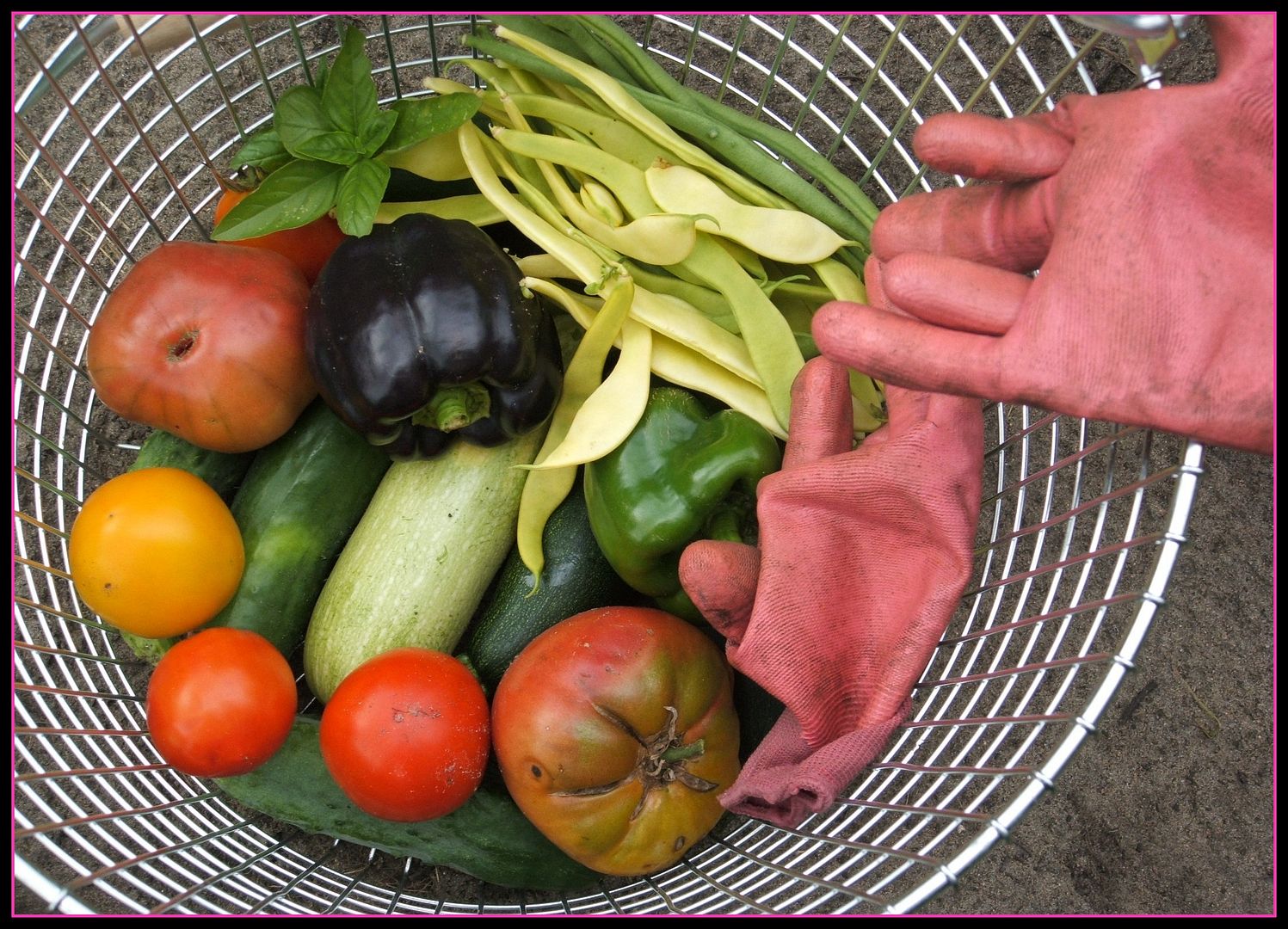 Backyard Bounty by Angie Ouellette-Tower for godsgrowinggarden.com photo 029_zps07a490e7.jpg