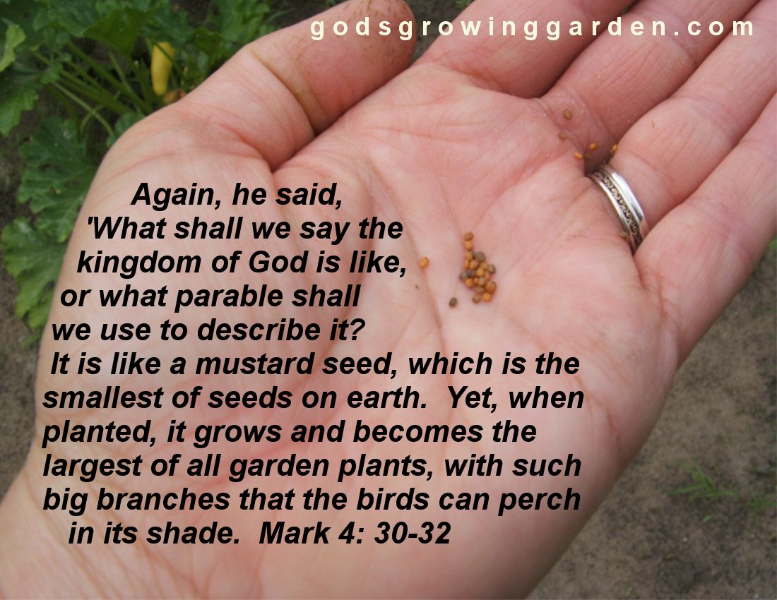 by Angie Ouellette-Tower for http://www.godsgrowinggarden.com/ photo SundaySeeds_zpsv6bqisnt.jpg