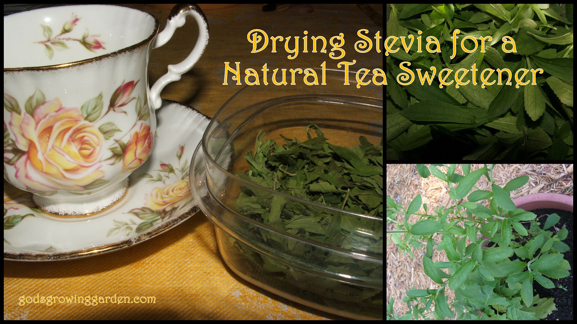 Stevia by Angie Ouellette-Tower for godsgrowinggarden.com photo 2014-10-07_zps908c04c9.jpg