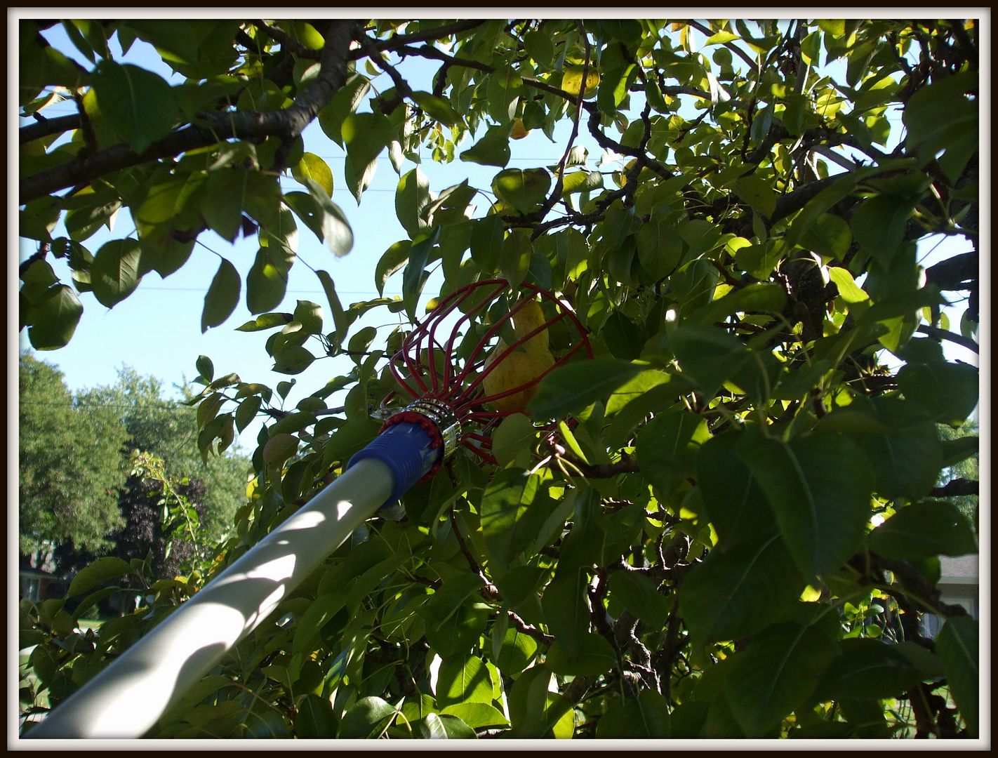 Lacrosse Fruit Picker by Angie Ouellette-Tower for godsgrowinggarden.com photo DSCF0752_zps96851705.jpg