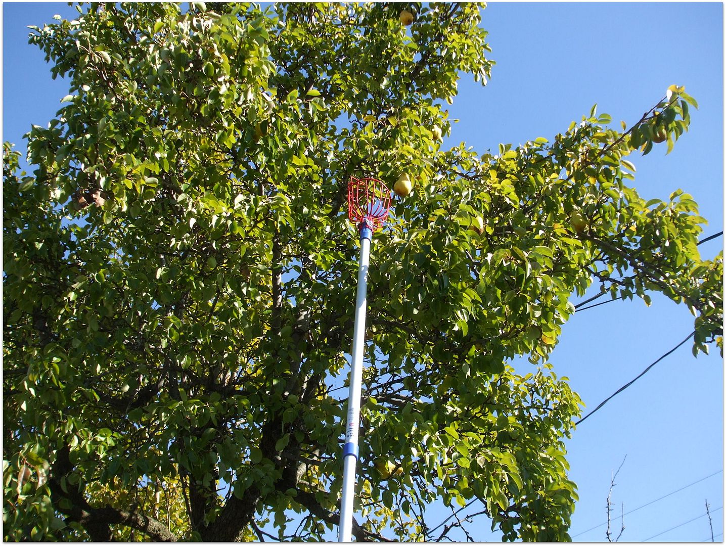 Lacrosse Fruit Picker by Angie Ouellette-Tower for godsgrowinggarden.com photo DSCF0753_zps403b19e5.jpg