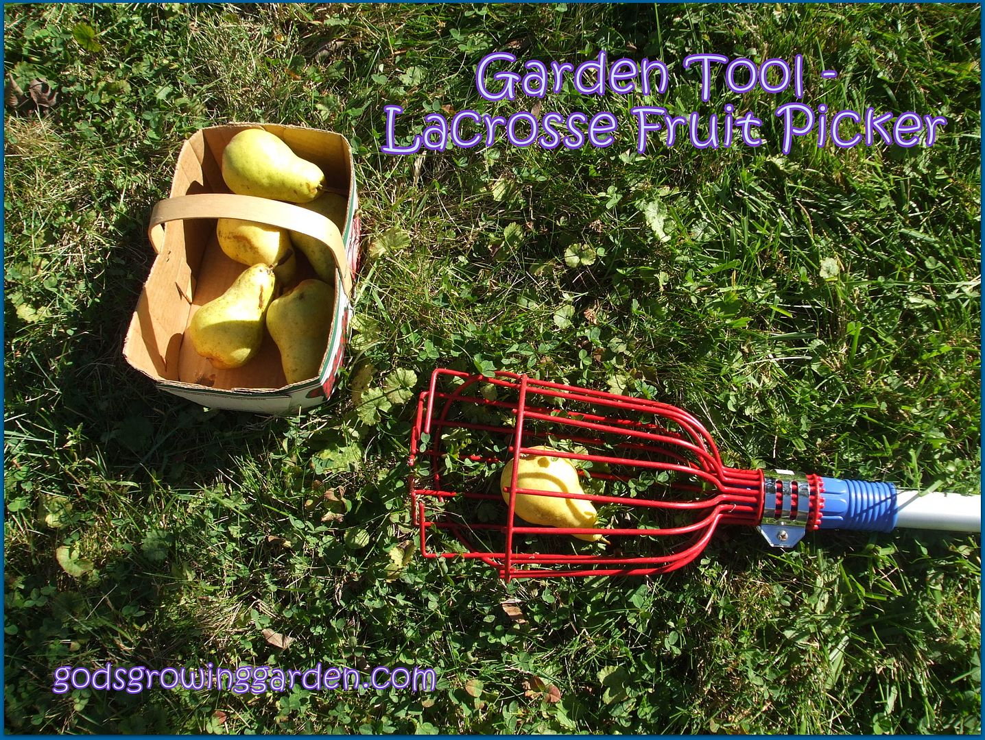 Lacrosse Fruit Picker by Angie Ouellette-Tower for godsgrowinggarden.com photo DSCF0756_zps8e645031.jpg