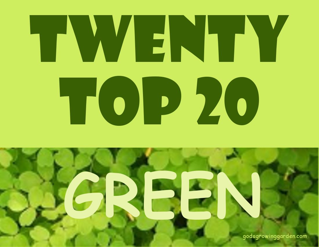 photo TwentyTop20GREEN_zpsjrzateep.jpg