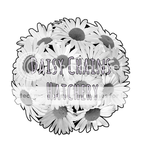 Daisy-Chains-Hatchery-Small_zpsvqhmsbdc.png